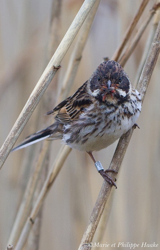 Bruant des roseaux 8696_wm.jpg - Bruant des roseaux, Emberiza schoeniclus, Common Reed Bunting (Suède, juin 2011)